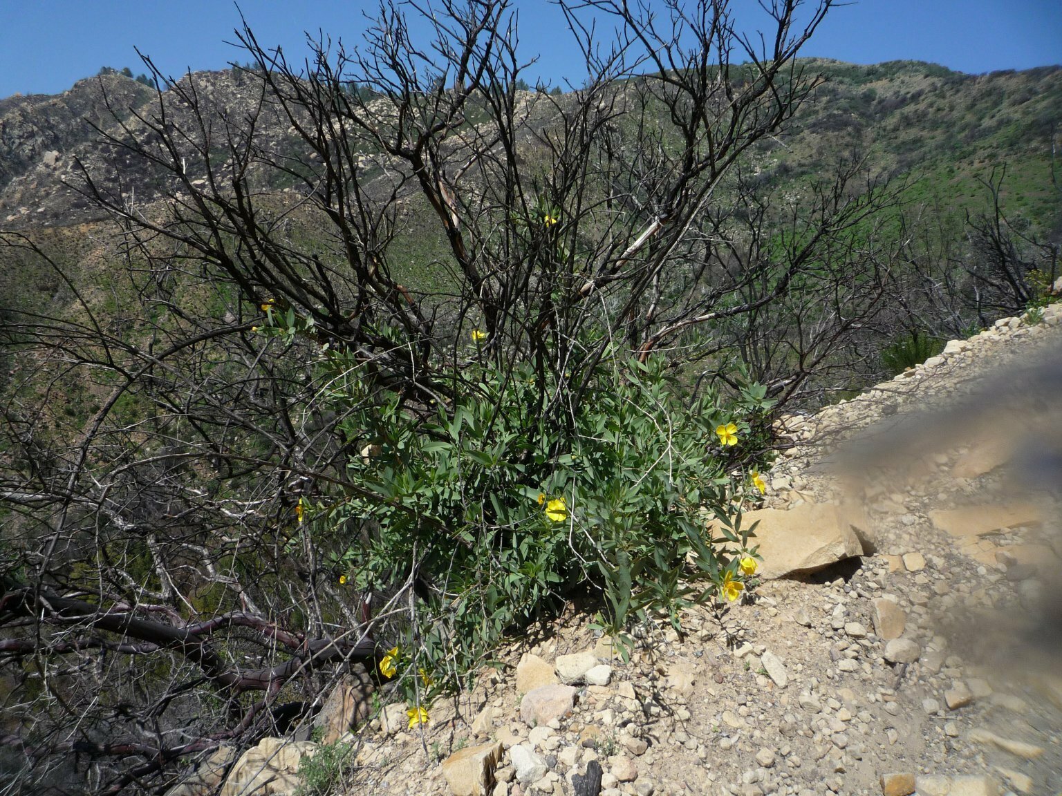 High Resolution Dendromecon rigida Fire recovery